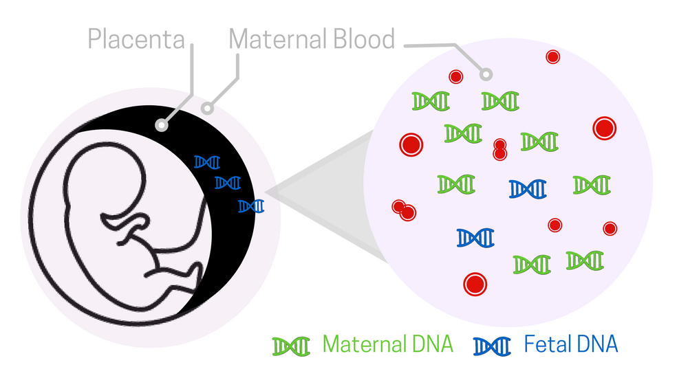 Prenatal Paternity Test