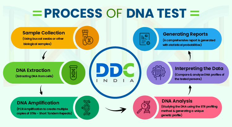 Process of DNA Test